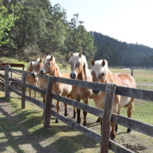 Haflinger Horse Breeders, Fernances Creek, Hunter Valley