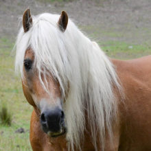 Haflinger Horses, Fernances Creek, Hunter Valley