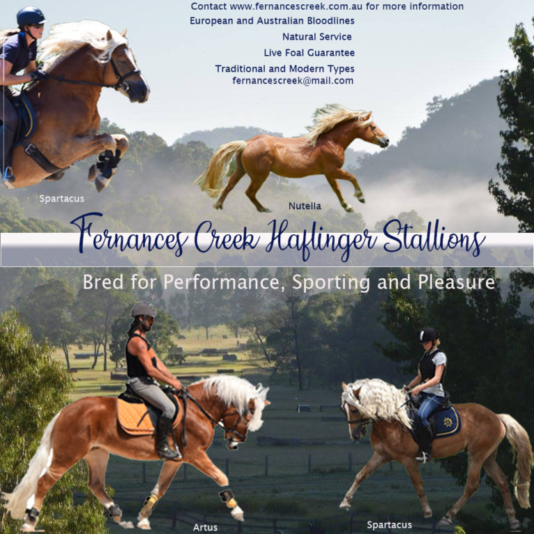Stallion poster 2019