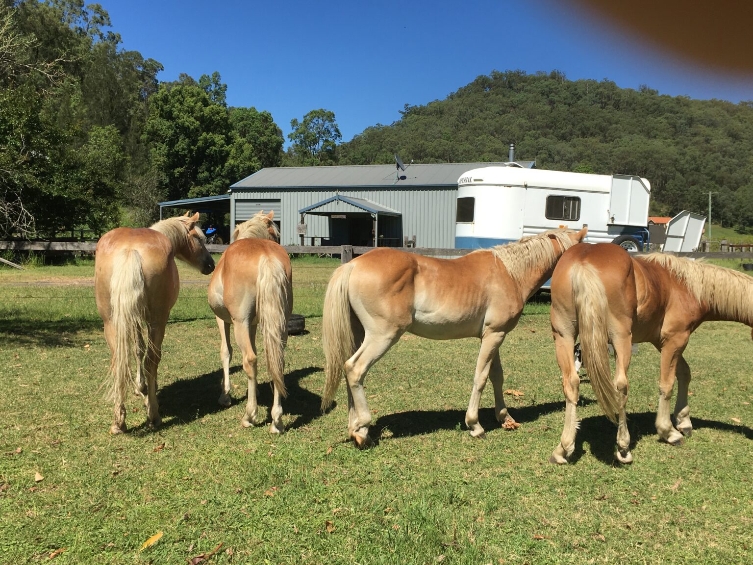 Haflingers for Sale Fernances Creek Hunter Valley